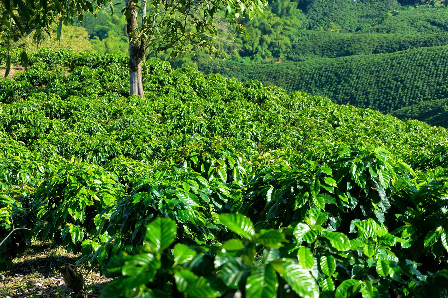 Ethiopian Coffee Plants