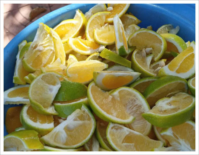 Fermenting Coffee with Fruit Trends in Speciality Coffee Sector