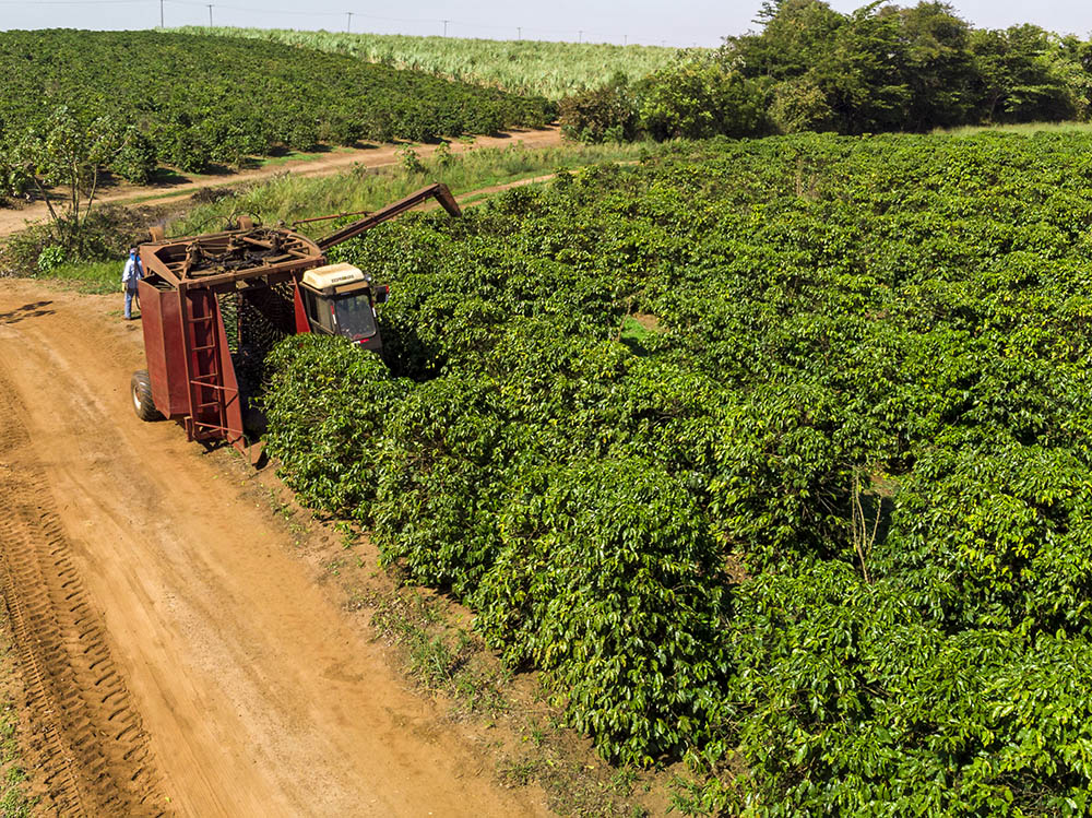 Brazil Frost Hits Coffee, Prices Soar to New Heights Ethiopian Coffee